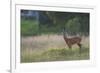 Roe Deer (Capreolus Capreolus) Buck in a Meadow in Summer, Cairngorms Np, Scotland, UK, August 2010-Mark Hamblin-Framed Photographic Print