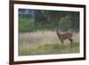 Roe Deer (Capreolus Capreolus) Buck in a Meadow in Summer, Cairngorms Np, Scotland, UK, August 2010-Mark Hamblin-Framed Photographic Print