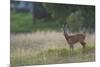 Roe Deer (Capreolus Capreolus) Buck in a Meadow in Summer, Cairngorms Np, Scotland, UK, August 2010-Mark Hamblin-Mounted Photographic Print