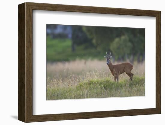 Roe Deer (Capreolus Capreolus) Buck in a Meadow in Summer, Cairngorms Np, Scotland, UK, August 2010-Mark Hamblin-Framed Photographic Print