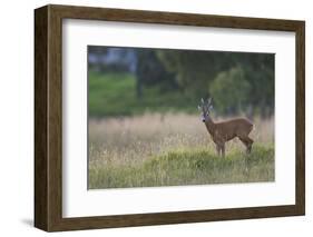 Roe Deer (Capreolus Capreolus) Buck in a Meadow in Summer, Cairngorms Np, Scotland, UK, August 2010-Mark Hamblin-Framed Photographic Print