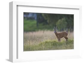 Roe Deer (Capreolus Capreolus) Buck in a Meadow in Summer, Cairngorms Np, Scotland, UK, August 2010-Mark Hamblin-Framed Photographic Print