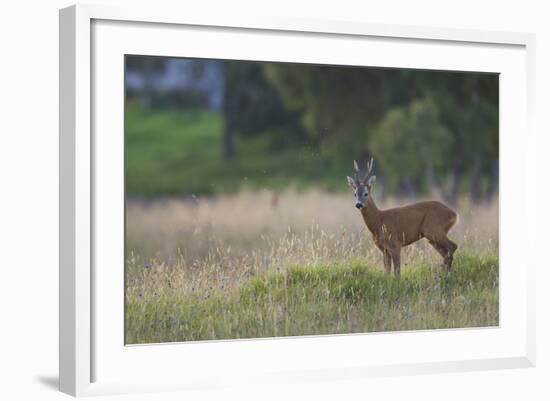 Roe Deer (Capreolus Capreolus) Buck in a Meadow in Summer, Cairngorms Np, Scotland, UK, August 2010-Mark Hamblin-Framed Photographic Print