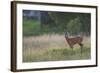 Roe Deer (Capreolus Capreolus) Buck in a Meadow in Summer, Cairngorms Np, Scotland, UK, August 2010-Mark Hamblin-Framed Photographic Print