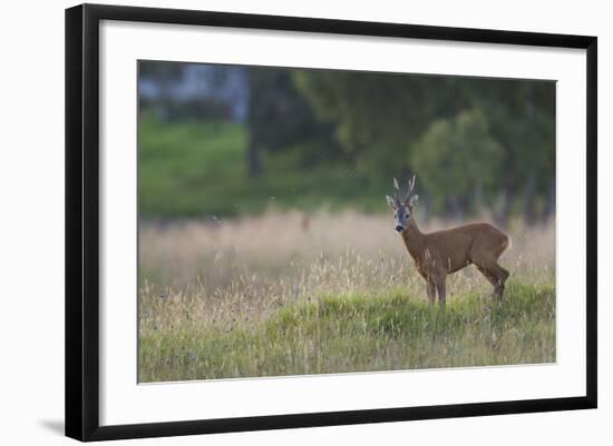 Roe Deer (Capreolus Capreolus) Buck in a Meadow in Summer, Cairngorms Np, Scotland, UK, August 2010-Mark Hamblin-Framed Photographic Print