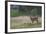 Roe Deer (Capreolus Capreolus) Buck in a Meadow in Summer, Cairngorms Np, Scotland, UK, August 2010-Mark Hamblin-Framed Photographic Print