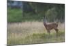 Roe Deer (Capreolus Capreolus) Buck in a Meadow in Summer, Cairngorms Np, Scotland, UK, August 2010-Mark Hamblin-Mounted Photographic Print