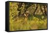 Roe Deer (Capreolus Capreolus) Buck in a Woodland Field. Perthshire, Scotland, June-Fergus Gill-Framed Stretched Canvas