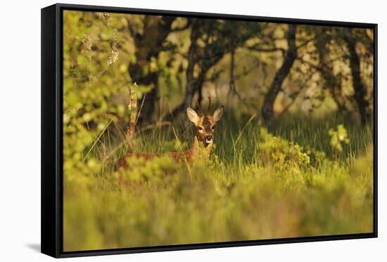 Roe Deer (Capreolus Capreolus) Buck in a Woodland Field. Perthshire, Scotland, June-Fergus Gill-Framed Stretched Canvas