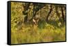 Roe Deer (Capreolus Capreolus) Buck in a Woodland Field. Perthshire, Scotland, June-Fergus Gill-Framed Stretched Canvas