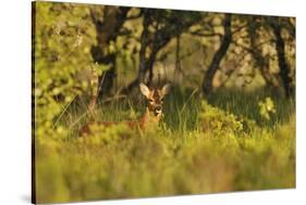 Roe Deer (Capreolus Capreolus) Buck in a Woodland Field. Perthshire, Scotland, June-Fergus Gill-Stretched Canvas
