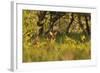 Roe Deer (Capreolus Capreolus) Buck in a Woodland Field. Perthshire, Scotland, June-Fergus Gill-Framed Photographic Print