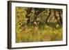 Roe Deer (Capreolus Capreolus) Buck in a Woodland Field. Perthshire, Scotland, June-Fergus Gill-Framed Photographic Print