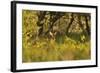 Roe Deer (Capreolus Capreolus) Buck in a Woodland Field. Perthshire, Scotland, June-Fergus Gill-Framed Photographic Print