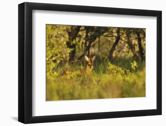 Roe Deer (Capreolus Capreolus) Buck in a Woodland Field. Perthshire, Scotland, June-Fergus Gill-Framed Photographic Print