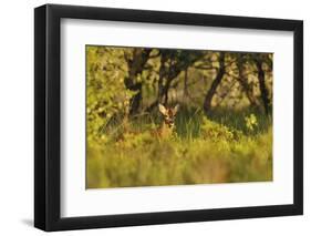 Roe Deer (Capreolus Capreolus) Buck in a Woodland Field. Perthshire, Scotland, June-Fergus Gill-Framed Photographic Print