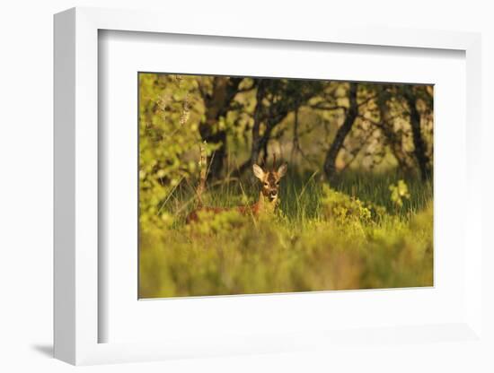 Roe Deer (Capreolus Capreolus) Buck in a Woodland Field. Perthshire, Scotland, June-Fergus Gill-Framed Photographic Print