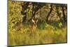 Roe Deer (Capreolus Capreolus) Buck in a Woodland Field. Perthshire, Scotland, June-Fergus Gill-Mounted Photographic Print