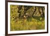 Roe Deer (Capreolus Capreolus) Buck in a Woodland Field. Perthshire, Scotland, June-Fergus Gill-Framed Photographic Print