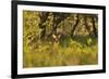 Roe Deer (Capreolus Capreolus) Buck in a Woodland Field. Perthshire, Scotland, June-Fergus Gill-Framed Photographic Print