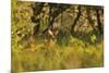 Roe Deer (Capreolus Capreolus) Buck in a Woodland Field. Perthshire, Scotland, June-Fergus Gill-Mounted Photographic Print