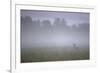 Roe Deer (Capreolus Capreolus) Buck in Wet Meadow at Dawn, Nemunas Delta, Lithuania, June 2009-Hamblin-Framed Photographic Print