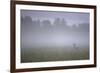 Roe Deer (Capreolus Capreolus) Buck in Wet Meadow at Dawn, Nemunas Delta, Lithuania, June 2009-Hamblin-Framed Photographic Print