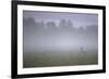 Roe Deer (Capreolus Capreolus) Buck in Wet Meadow at Dawn, Nemunas Delta, Lithuania, June 2009-Hamblin-Framed Photographic Print