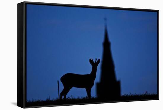 Roe Deer (Capreolus Capreolus) Buck Silhouette with Church Spire, Berkshire, England, UK, November-Bertie Gregory-Framed Stretched Canvas