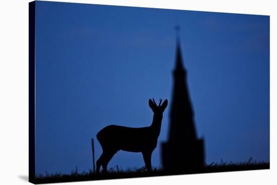 Roe Deer (Capreolus Capreolus) Buck Silhouette with Church Spire, Berkshire, England, UK, November-Bertie Gregory-Stretched Canvas
