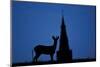 Roe Deer (Capreolus Capreolus) Buck Silhouette with Church Spire, Berkshire, England, UK, November-Bertie Gregory-Mounted Photographic Print