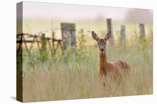 Roe Deer (Capreolus Capreolus) Doe in a Field of Set Aside at Dawn. Perthshire, Scotland, June-Fergus Gill-Stretched Canvas