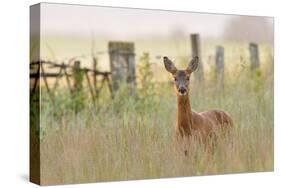 Roe Deer (Capreolus Capreolus) Doe in a Field of Set Aside at Dawn. Perthshire, Scotland, June-Fergus Gill-Stretched Canvas