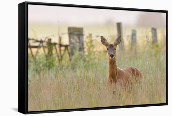 Roe Deer (Capreolus Capreolus) Doe in a Field of Set Aside at Dawn. Perthshire, Scotland, June-Fergus Gill-Framed Stretched Canvas