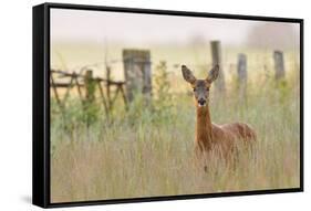 Roe Deer (Capreolus Capreolus) Doe in a Field of Set Aside at Dawn. Perthshire, Scotland, June-Fergus Gill-Framed Stretched Canvas