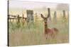 Roe Deer (Capreolus Capreolus) Doe in a Field of Set Aside at Dawn. Perthshire, Scotland, June-Fergus Gill-Stretched Canvas