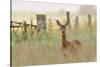 Roe Deer (Capreolus Capreolus) Doe in a Field of Set Aside at Dawn. Perthshire, Scotland, June-Fergus Gill-Stretched Canvas