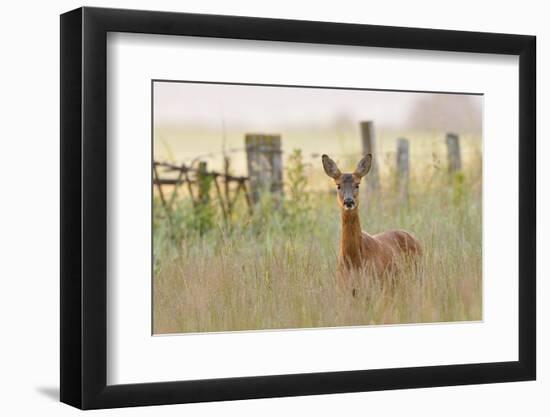 Roe Deer (Capreolus Capreolus) Doe in a Field of Set Aside at Dawn. Perthshire, Scotland, June-Fergus Gill-Framed Photographic Print