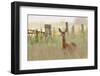 Roe Deer (Capreolus Capreolus) Doe in a Field of Set Aside at Dawn. Perthshire, Scotland, June-Fergus Gill-Framed Photographic Print