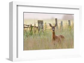 Roe Deer (Capreolus Capreolus) Doe in a Field of Set Aside at Dawn. Perthshire, Scotland, June-Fergus Gill-Framed Photographic Print