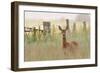 Roe Deer (Capreolus Capreolus) Doe in a Field of Set Aside at Dawn. Perthshire, Scotland, June-Fergus Gill-Framed Photographic Print