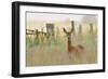 Roe Deer (Capreolus Capreolus) Doe in a Field of Set Aside at Dawn. Perthshire, Scotland, June-Fergus Gill-Framed Photographic Print