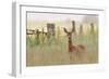 Roe Deer (Capreolus Capreolus) Doe in a Field of Set Aside at Dawn. Perthshire, Scotland, June-Fergus Gill-Framed Photographic Print