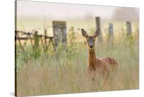 Roe Deer (Capreolus Capreolus) Doe in a Field of Set Aside at Dawn. Perthshire, Scotland, June-Fergus Gill-Stretched Canvas