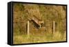 Roe Deer (Capreolus Capreolus) Doe Jumping Stock Fence, Scotland, UK, November 2011-Mark Hamblin-Framed Stretched Canvas