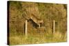 Roe Deer (Capreolus Capreolus) Doe Jumping Stock Fence, Scotland, UK, November 2011-Mark Hamblin-Stretched Canvas