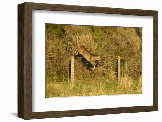 Roe Deer (Capreolus Capreolus) Doe Jumping Stock Fence, Scotland, UK, November 2011-Mark Hamblin-Framed Photographic Print