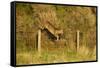 Roe Deer (Capreolus Capreolus) Doe Jumping Stock Fence, Scotland, UK, November 2011-Mark Hamblin-Framed Stretched Canvas