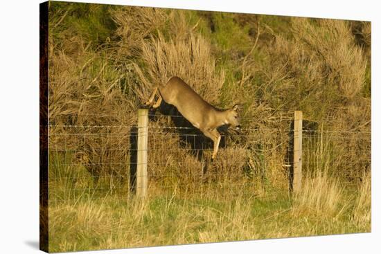 Roe Deer (Capreolus Capreolus) Doe Jumping Stock Fence, Scotland, UK, November 2011-Mark Hamblin-Stretched Canvas