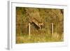 Roe Deer (Capreolus Capreolus) Doe Jumping Stock Fence, Scotland, UK, November 2011-Mark Hamblin-Framed Photographic Print